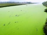 连云港东部城区排淡河绿藻泛滥 绵延10多公里