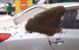 慎入！蜂王率近万只蜜蜂包围私家车 车主哭笑不得